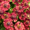 Helenium 'Salsa'®