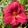 Hemerocallis 'Chicago Apache'