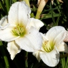 Hemerocallis 'Gentle Shepherd'