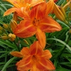 Hemerocallis 'Rocket City'