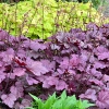 Heuchera 'Georgia Plum'®