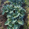 Hosta 'Blue Mouse Ears'