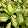 Hosta 'Color Festival'