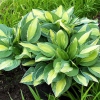 Hosta 'Gypsy Rose'