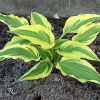 Hosta 'Lakeside Dragonfly'