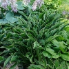 Hosta 'Praying Hands'