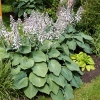 Hosta sieboldiana 'Elegans'