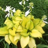 Hosta 'Stained Glass'