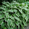 Hosta undulata 'Albomarginata'