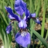 Iris sibirica 'Caesar's Brother'