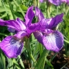 Iris sibirica 'Ewen'
