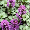 Lamium maculatum 'Red Nancy'