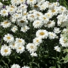 Leucanthemum x superbum 'Victorian Secret'®