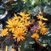 Ligularia dentata 'Desdemona'