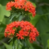 Lychnis chalcedonica