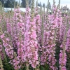 Lythrum salicaria 'Blush'