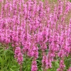 Lythrum salicaria 'Robert'