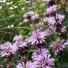 Monarda 'Beauty of Cobham'