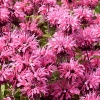 Monarda didyma 'Pink Lace'®