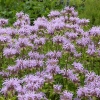 Monarda fistulosa 'Elsie's Lavender'