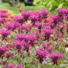 Monarda fistulosa 'Kardinal'