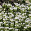 Monarda 'Schneewittchen'