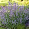 Nepeta grandiflora 'Bramdean'