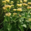 Phlomis russeliana