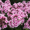 Phlox paniculata 'Bright Eyes'