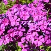 Phlox paniculata 'Düsterlohe'