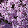 Phlox subulata 'Candy Stripes'