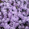 Phlox subulata 'Emerald Cushion Blue'