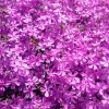 Phlox subulata 'McDaniel's Cushion'