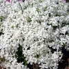 Phlox subulata 'White Delight'