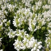 Prunella grandiflora 'Alba'