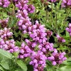 Prunella grandiflora 'Bella Deep Pink'