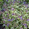 Pulmonaria longifolia 'Diana Clare'