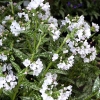 Pulmonaria 'Opal'