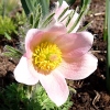 Pulsatilla vulgaris 'Perlen Glocke'