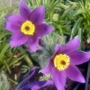 Pulsatilla vulgaris