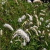 Sanguisorba tenuifolia 'Alba'