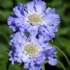 Scabiosa caucasica 'Perfecta'