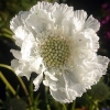 Scabiosa caucasica 'Alba'