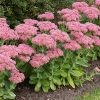 Sedum telephium 'Herbstfreude'