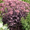 Sedum telephium 'Purple Emperor'