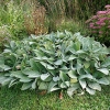 Stachys byzantina 'Big Ears'