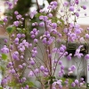 Thalictrum delavayi 'Splendide'®