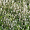 Tiarella wherryi