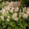 Tiarella x hybrida 'Tiger Stripe'