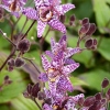 Tricyrtis hirta 'Miyazaki'